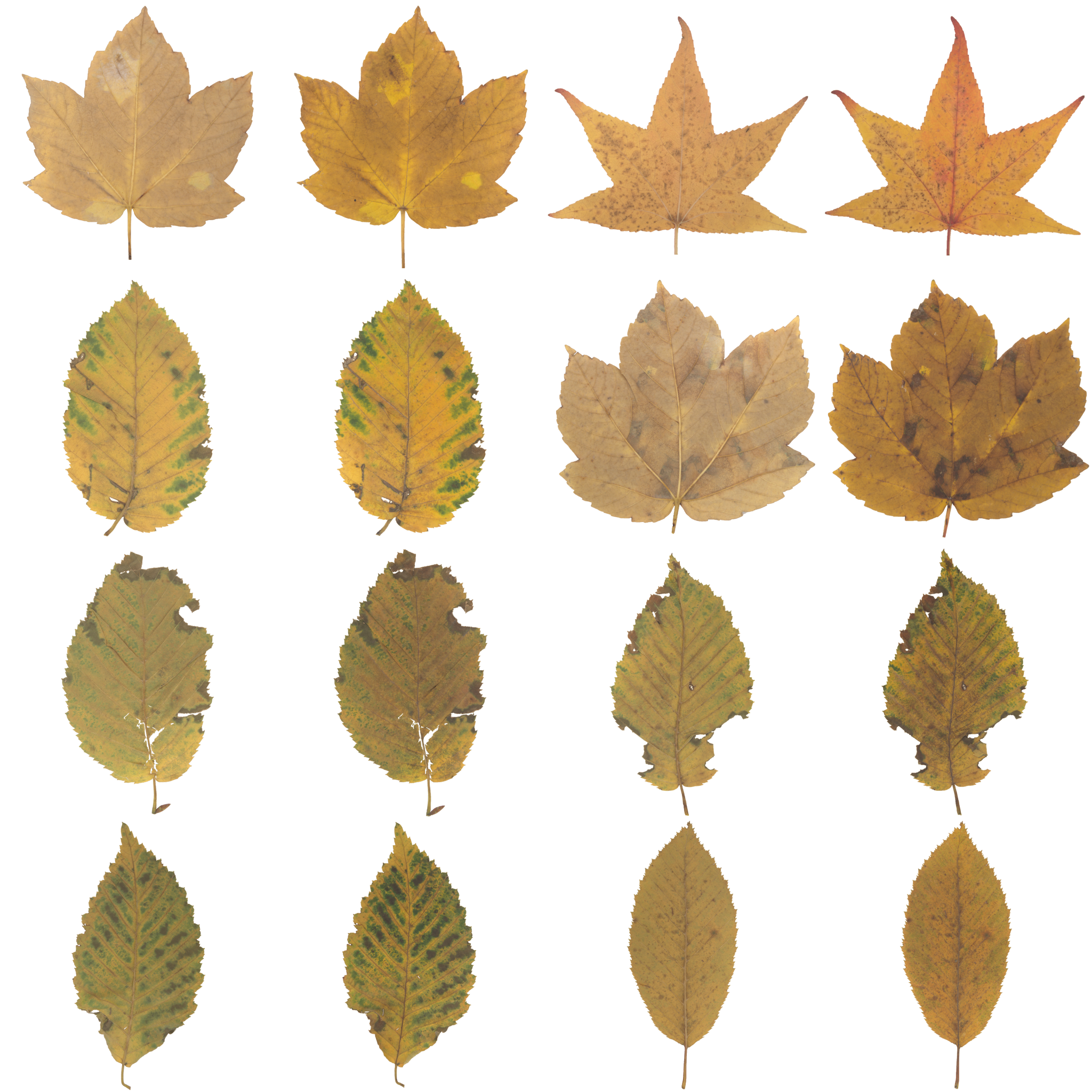 autumn_leaves_4x4_ab